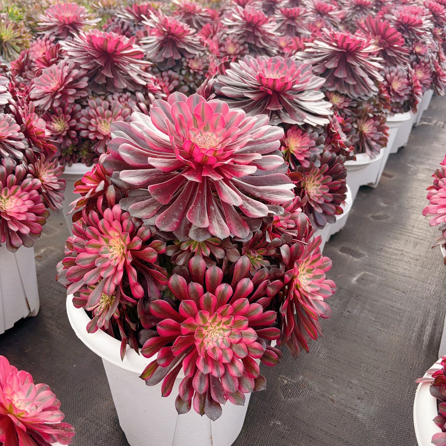 粉体黑铜壶，Aeonium Pink Zwartkin，Cluster 30-40cm，At Least 12 heads