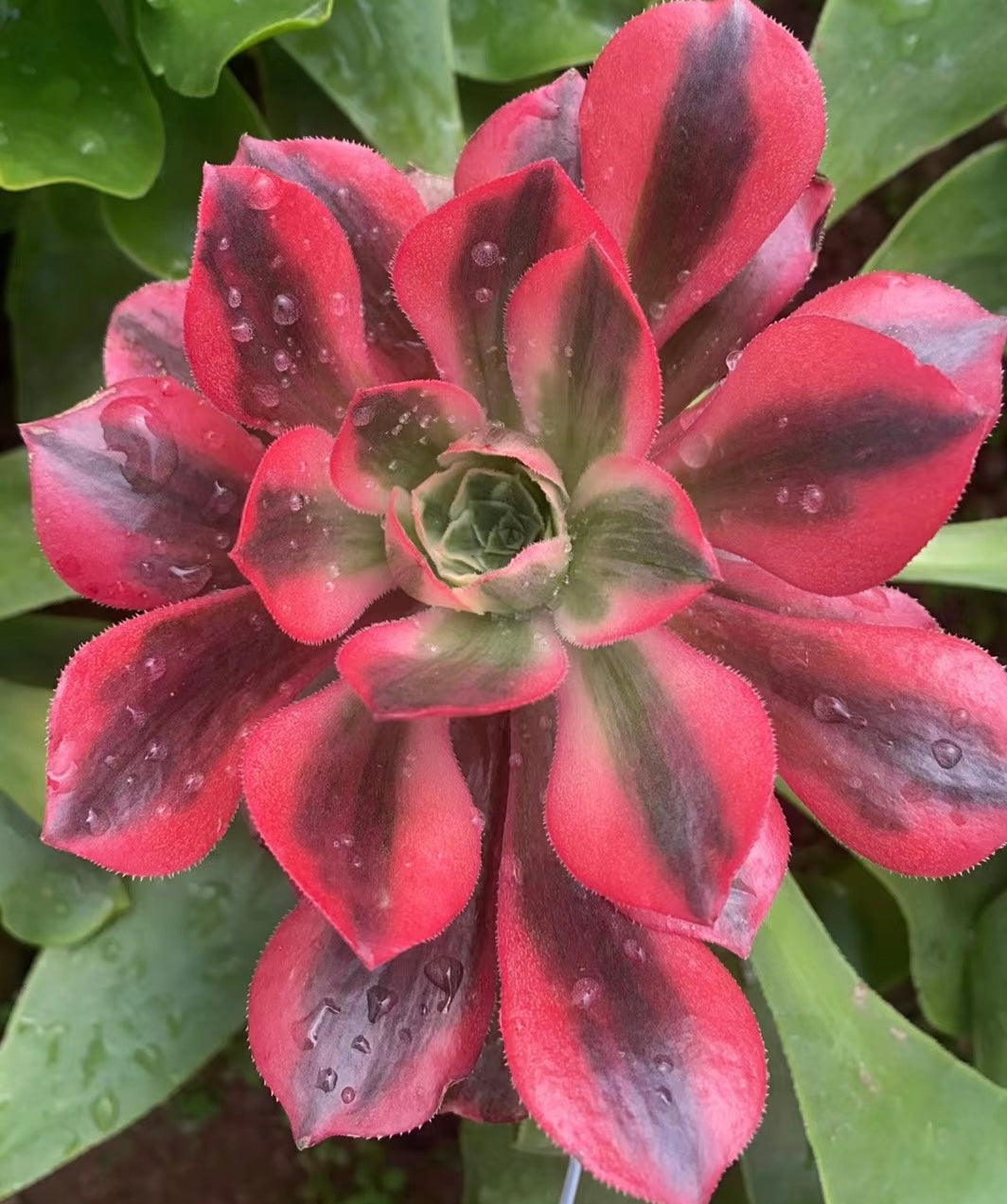 女妖，Aeonium Banchee，Cutting 10cm