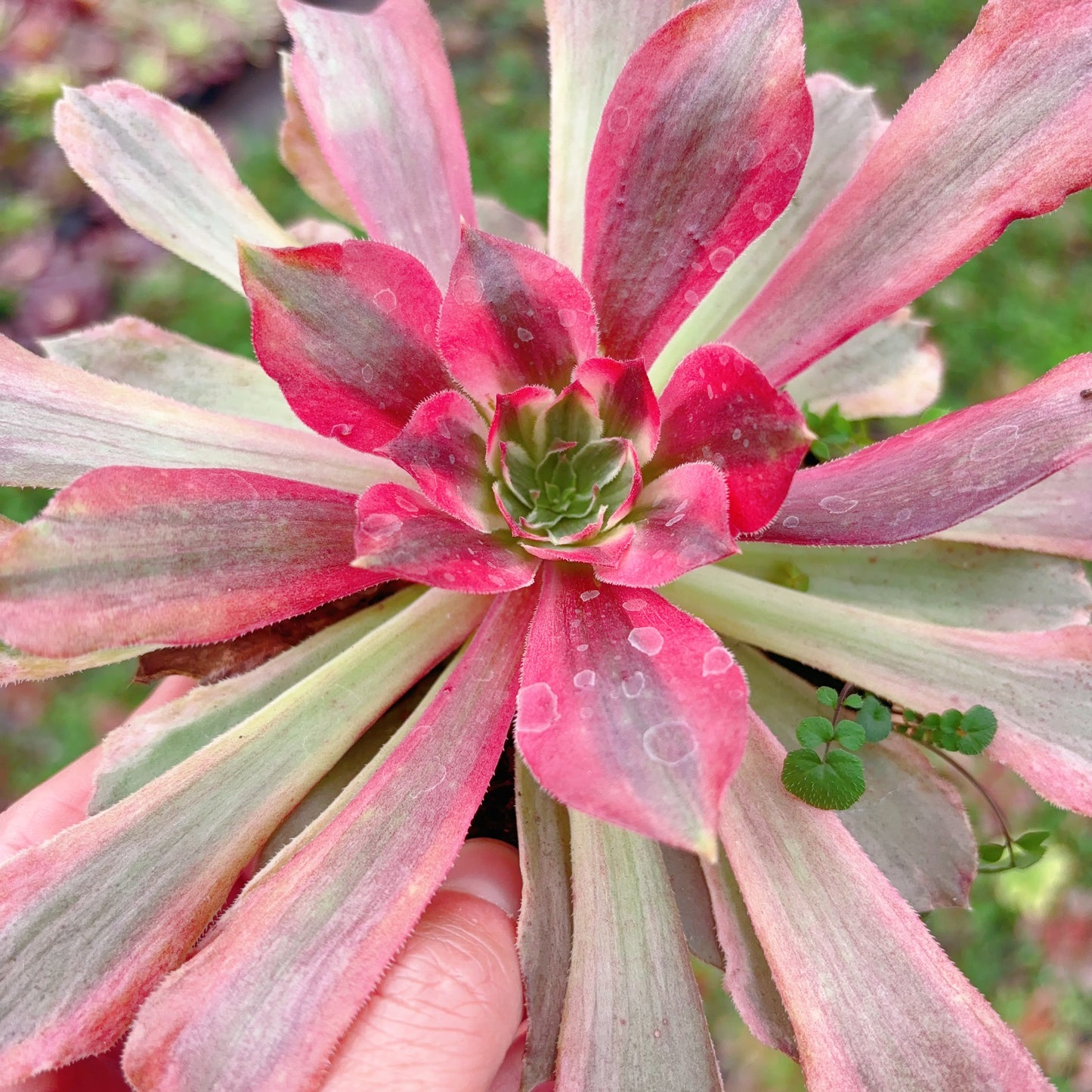 金辉，Aeonium Golden Glow，Cutting，10cm