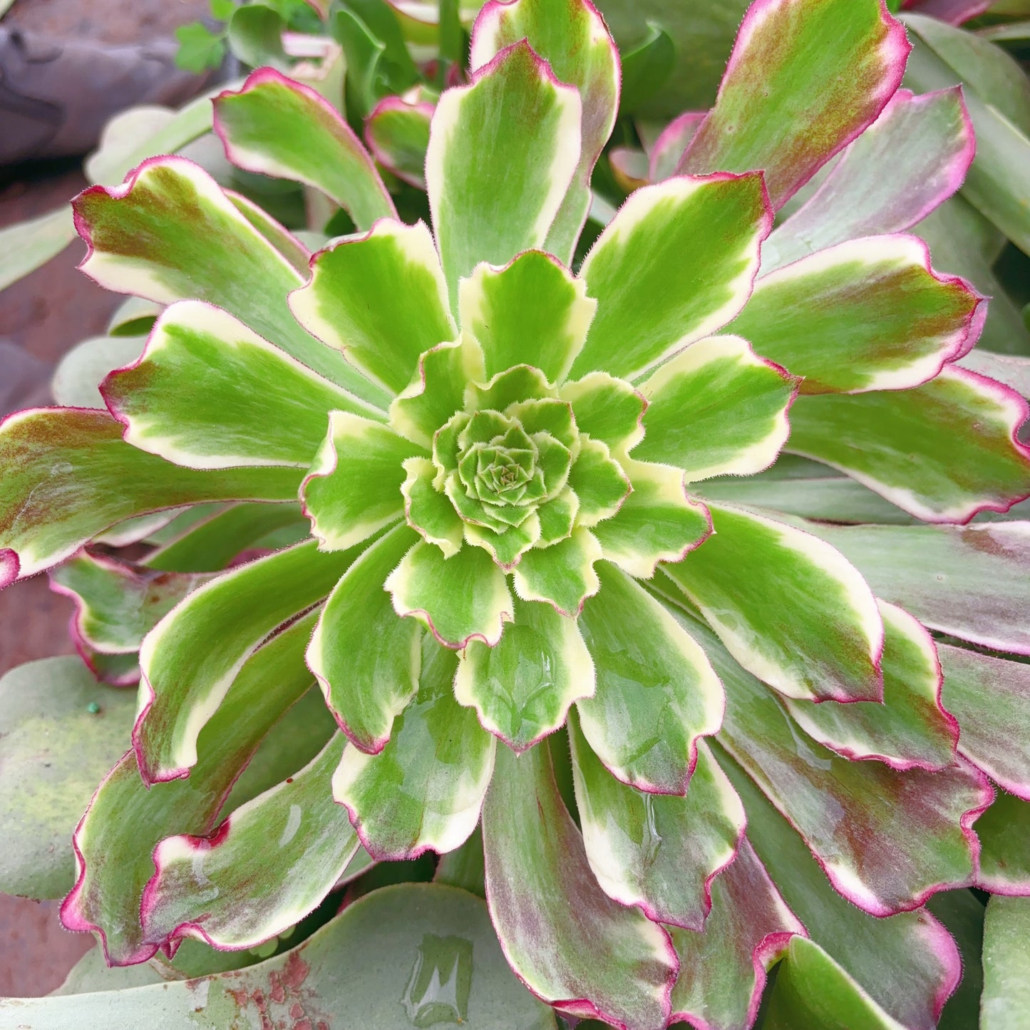 铜花，Aeonium Copper Flower，Cutting 10cm