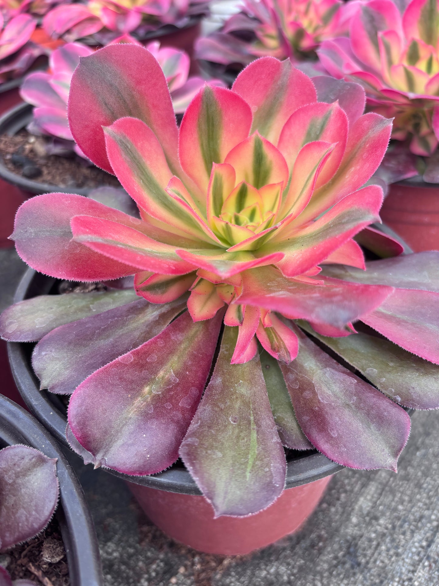 香妃，Cluster Aeonium Princess，15cm，At Least 5 side heads.