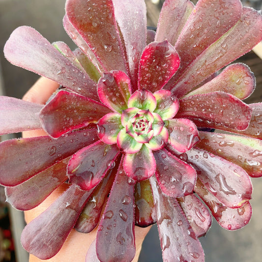 晨露，Aeonium Moring Dew，Cutting 10cm