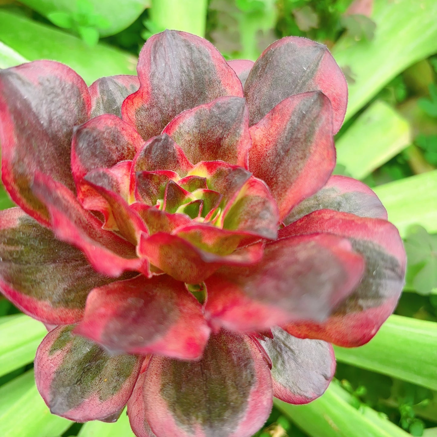 魅金玫瑰锦，Aeonium Black Gold Rose Varigated，Cutting 10cm