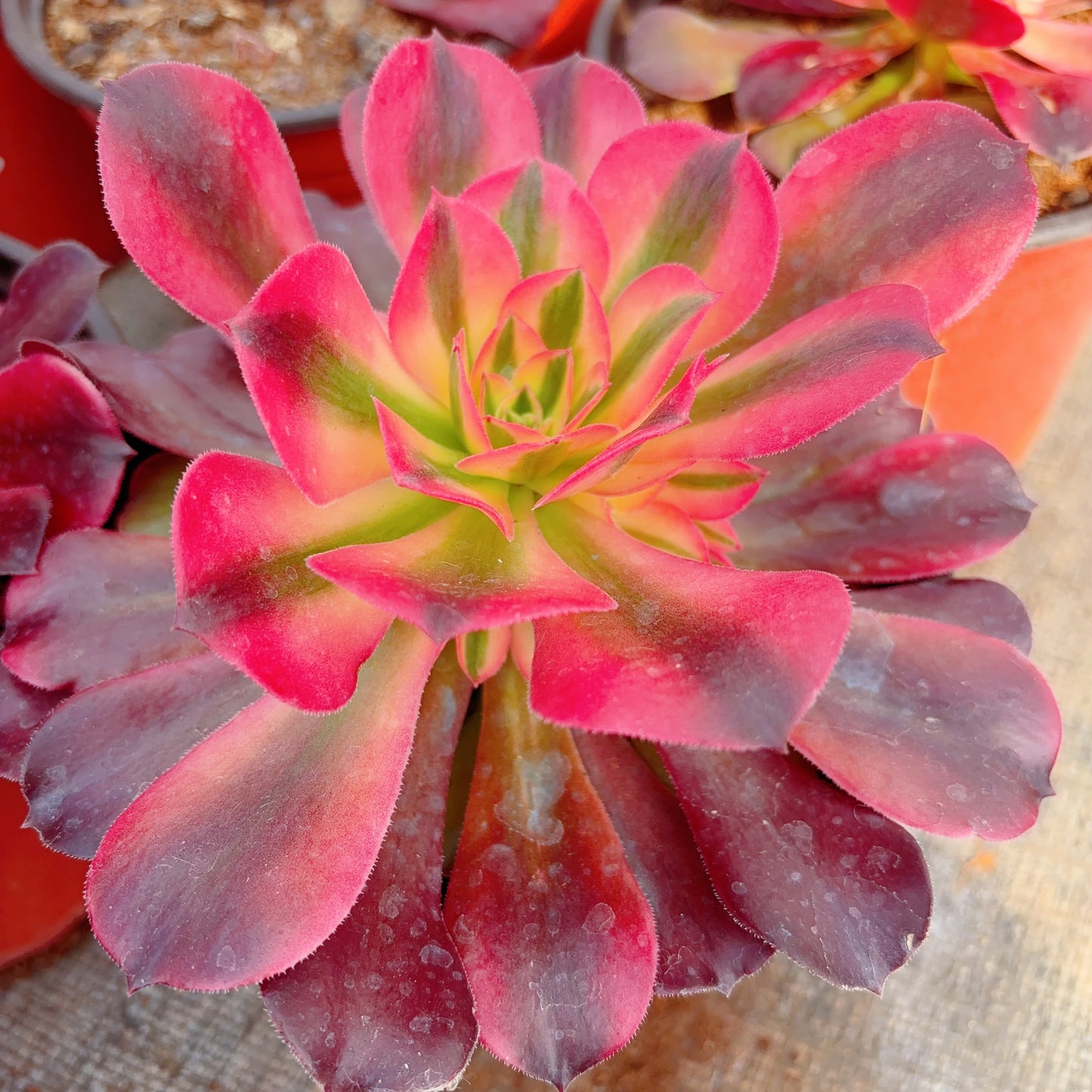 香妃，Cluster Aeonium Princess，15cm，At Least 5 side heads.