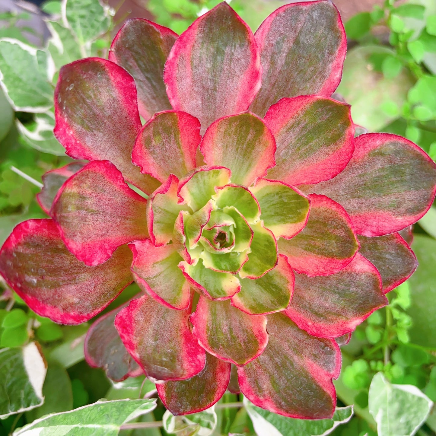 魅金玫瑰锦，Aeonium Black Gold Rose Varigated，Cutting 10cm