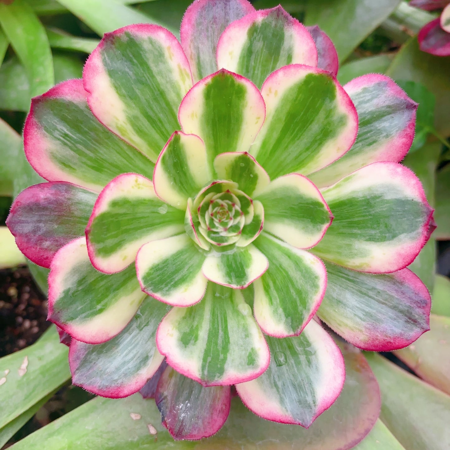 赤子心，Aeonium Pure Heart,Cutting 10cm