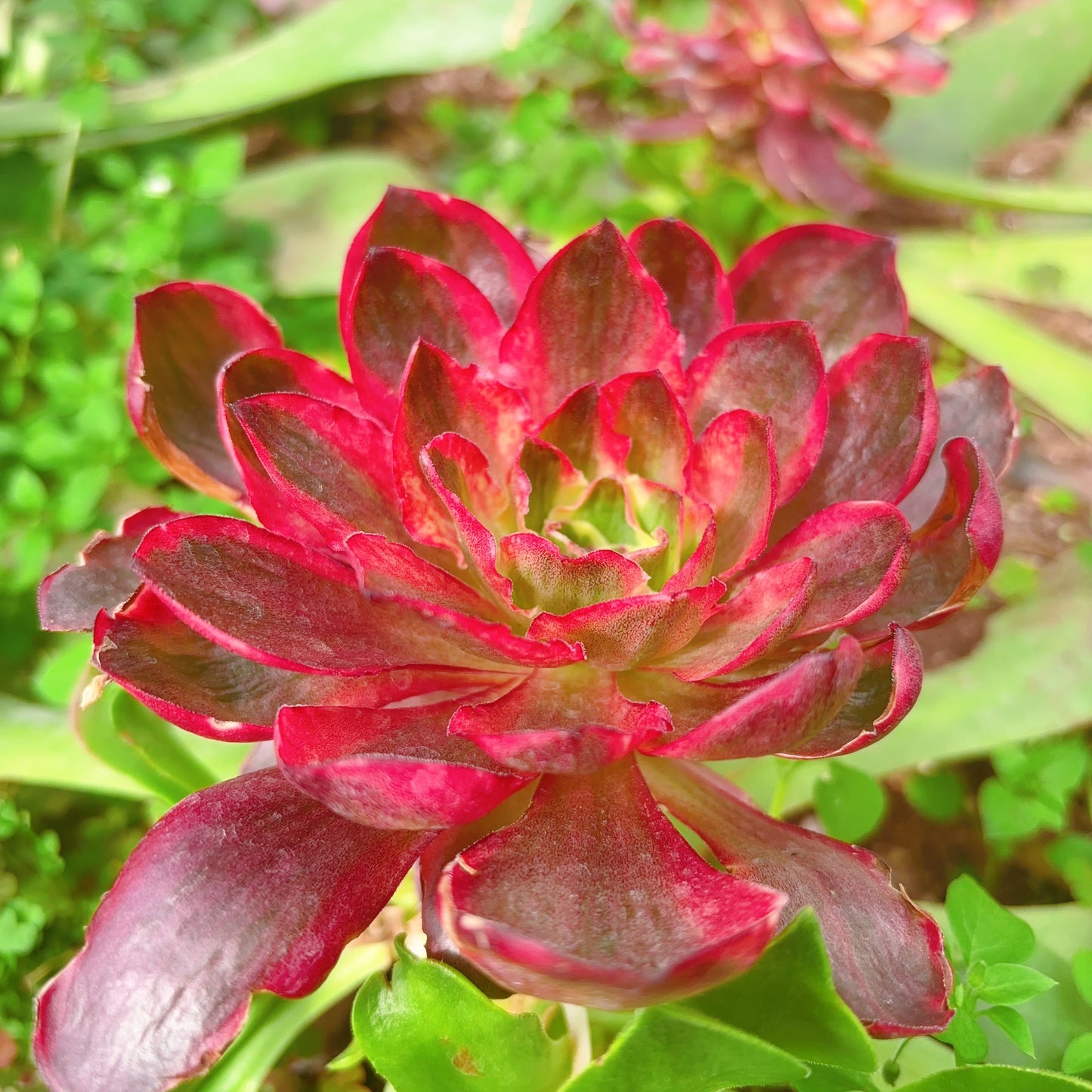 魅金玫瑰锦，Aeonium Black Gold Rose Varigated，Cutting 10cm