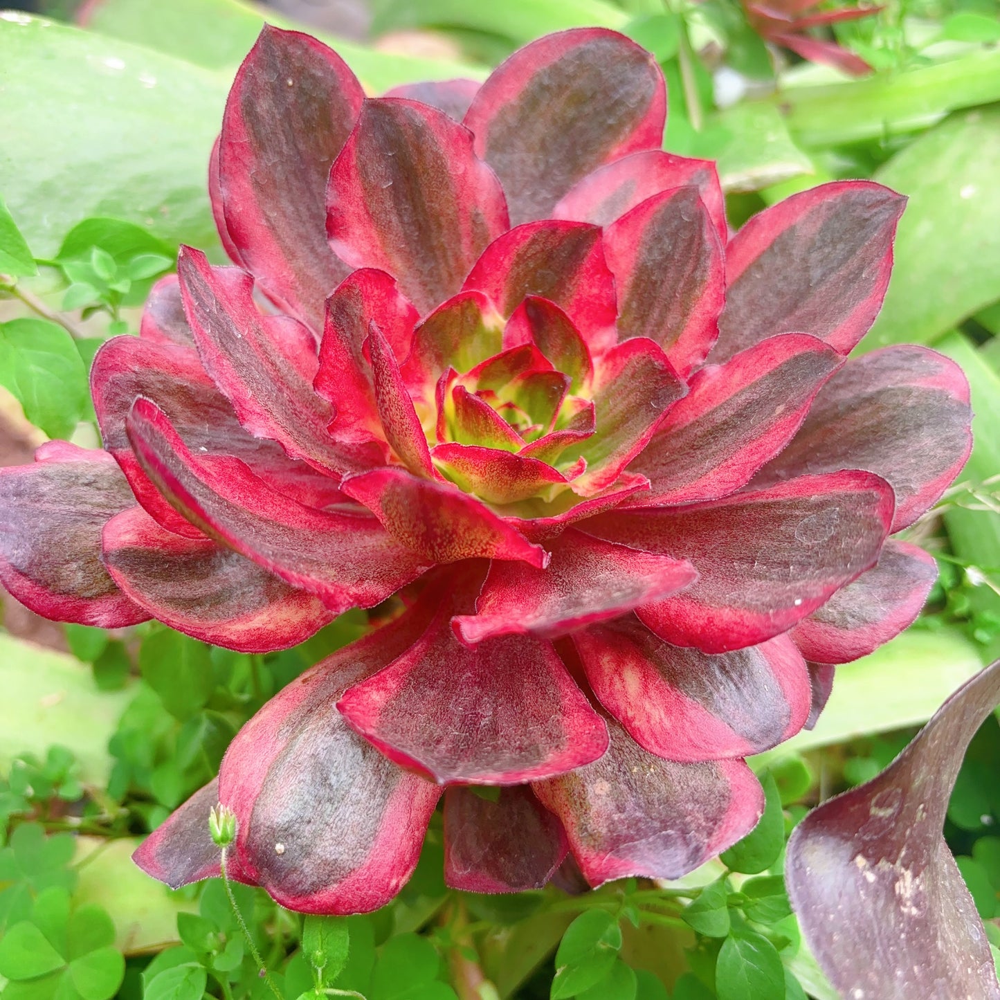 魅金玫瑰锦，Aeonium Black Gold Rose Varigated，Cutting 10cm