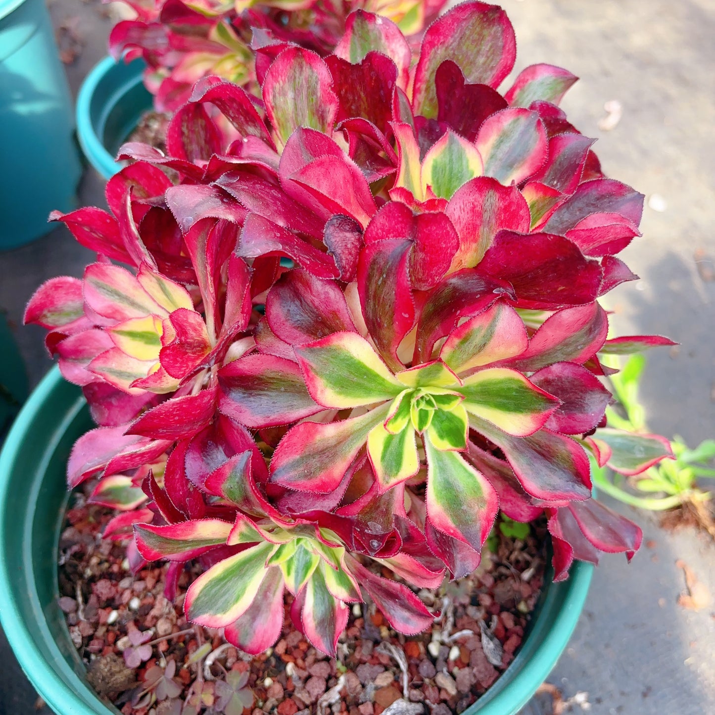 魅影群生，Cluster Aeonium Phantom，20cm，Cluster At Least 8heads