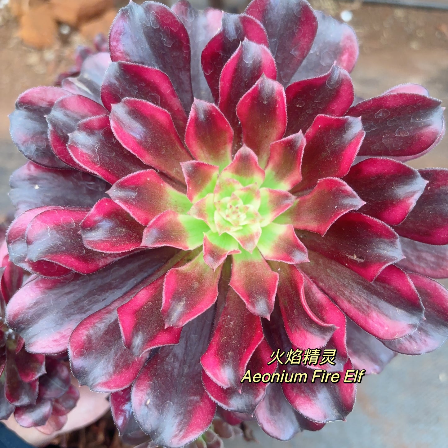 火焰精灵Aeonium Fire Elf,Cutting  10cm