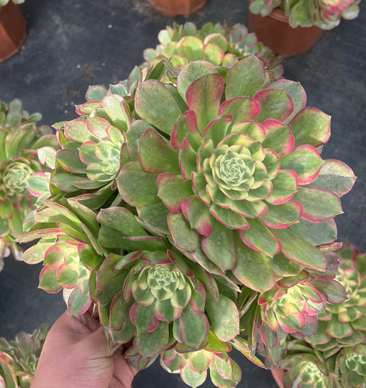 海王群生，Aeonium Neptune Cluster，At least 8 heads，25cm