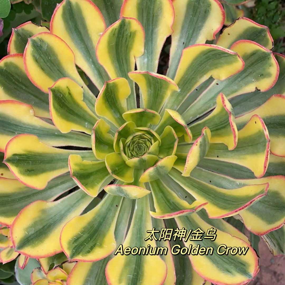 太阳神/金乌Aeonium Golder Crow,Cutting  8cm