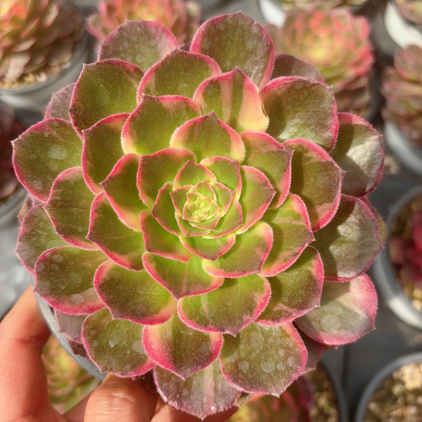 万花筒，Aeonium Kaleidoscope，Cutting 12cm