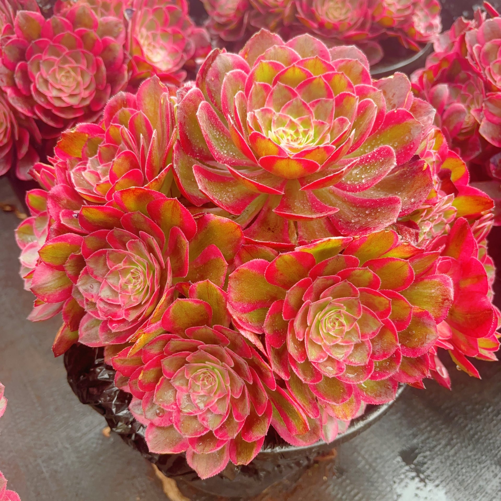 succulent scale 赤子心群，Aeonium Dragon Scale，cluster，At least 6 heads，20-25cm –  aliceinsucculand