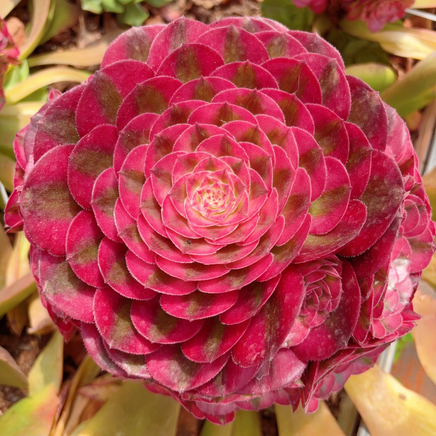 Pre-sale！！！！Shipping in September！！！！！荔枝，Aeonium Litchi，cluster，20-25cm