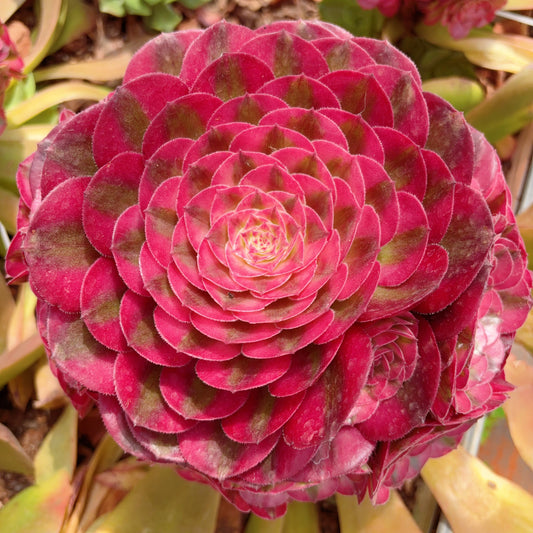 Pre-sale！！！！Shipping in September！！！！！荔枝，Aeonium Litchi，cluster，20-25cm