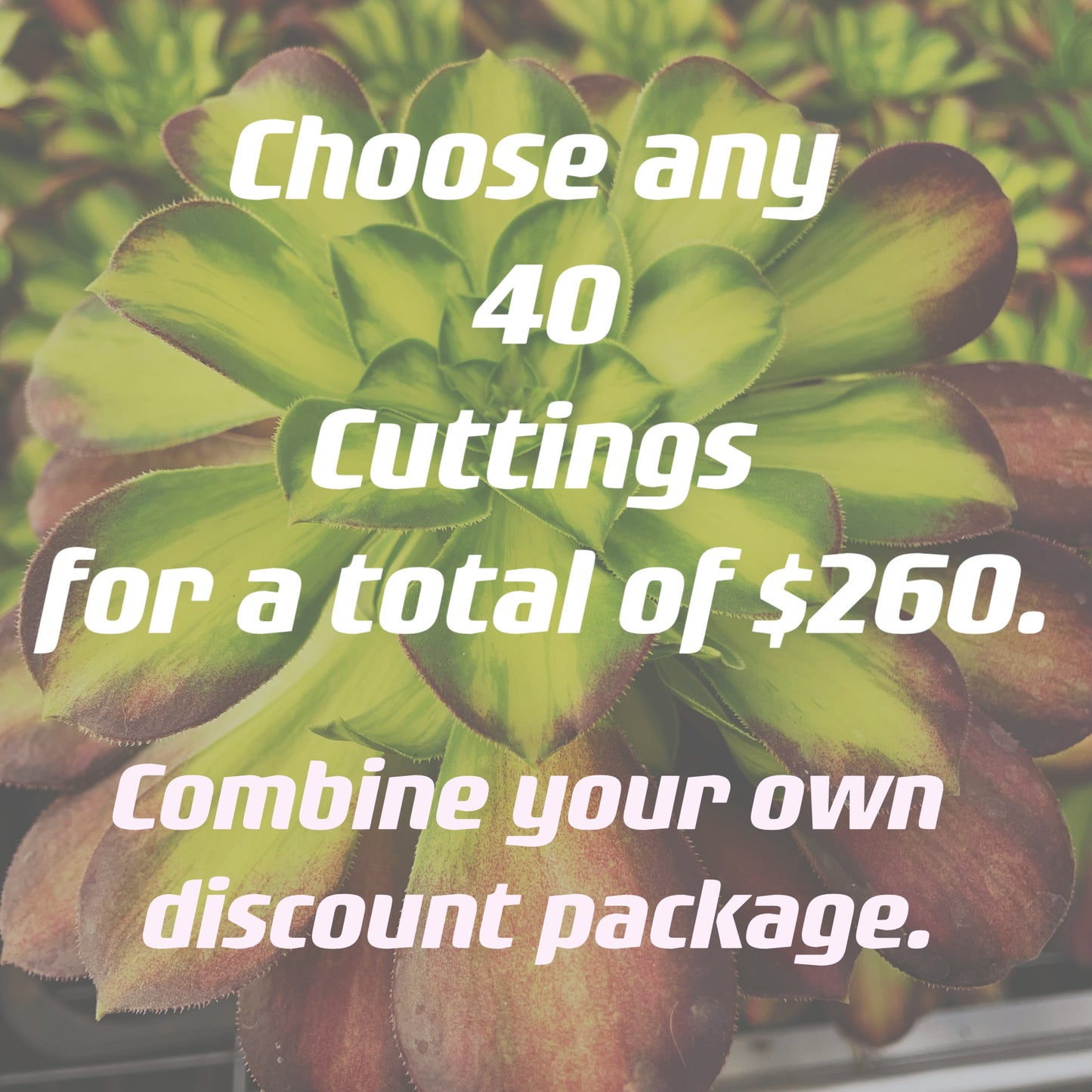 Sale！！！Choose any 40 cuttings for a total of $260.Combine your owndiscount package.