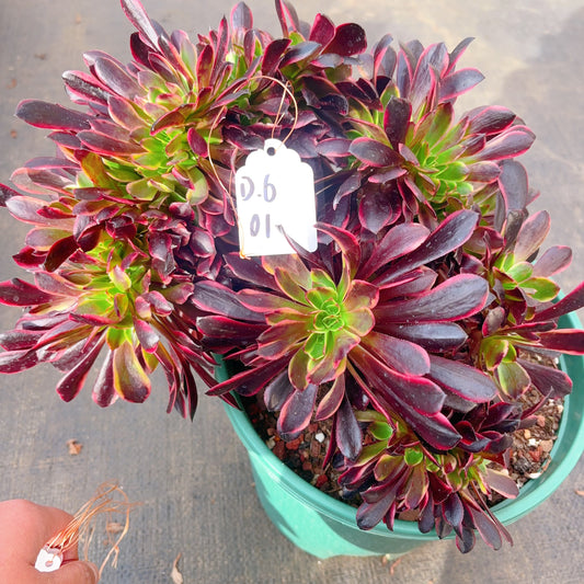 Unique！！！Aeonium Superbang Crest,No.D6-01,25-30cm