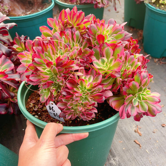 Unique！！！Aeonium Pink Witch Crest,No.D6-04,25-30cm