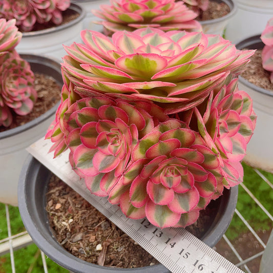 Pre-Sale!! Shipping in September!!!倾群城Cluster Aeonium Allure，Cluster At least 5 heads 15-20cm