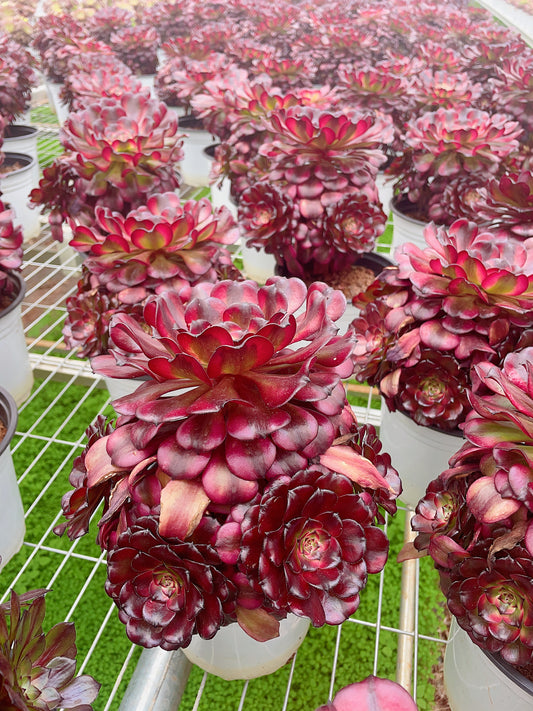 Pre-Sale!! Shipping in September!!!美姬Cluster Aeonium MeiJi，Cluster At least 5 heads 15-20cm