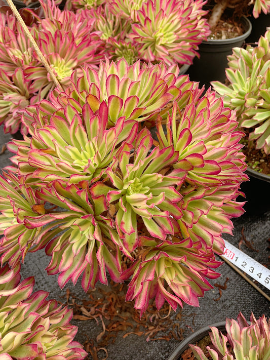 Pre-Sale!! Shipping in September!!!仙墨捧花群Bouquet-Shaped Aeonium Fairy Ink，Bouquet-Shaped Cluster At least 9 Heads 15-20cm
