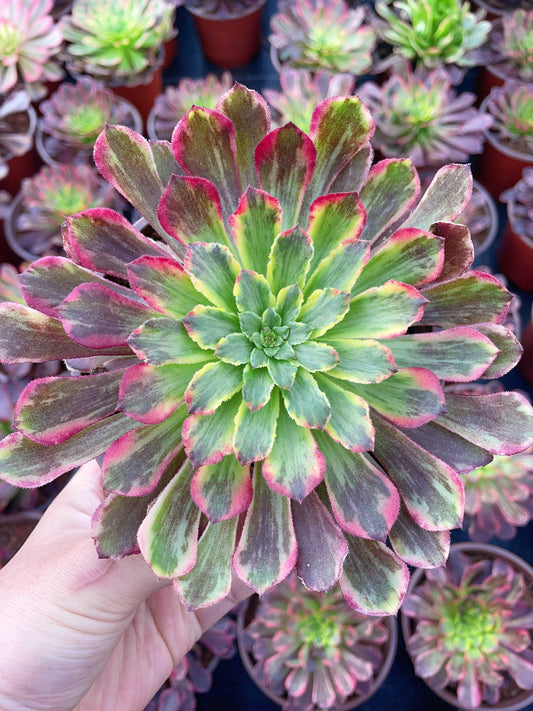 嘉年华拉丝锦Aeonium Carnival Brushed Varigation.Single head with root.13cm