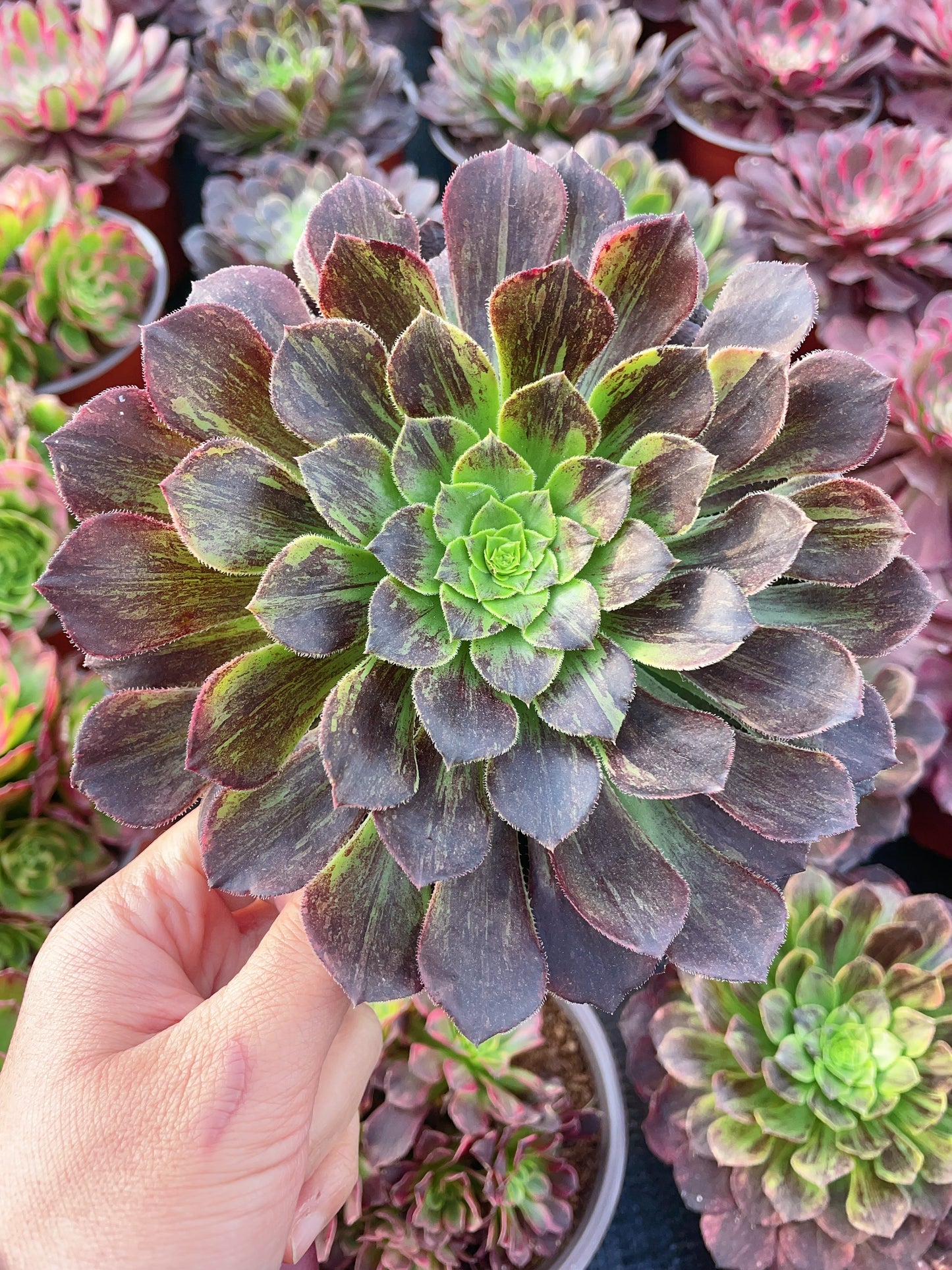 嘉年华拉丝锦Aeonium Carnival Brushed Varigation.Single head with root.13cm