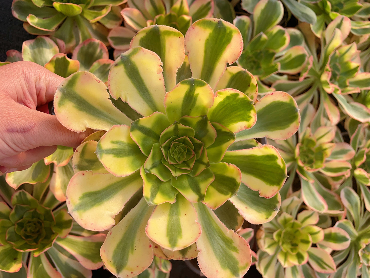 燕姿黄锦Aeonium Zeus the Yellow.Cutting.20cm