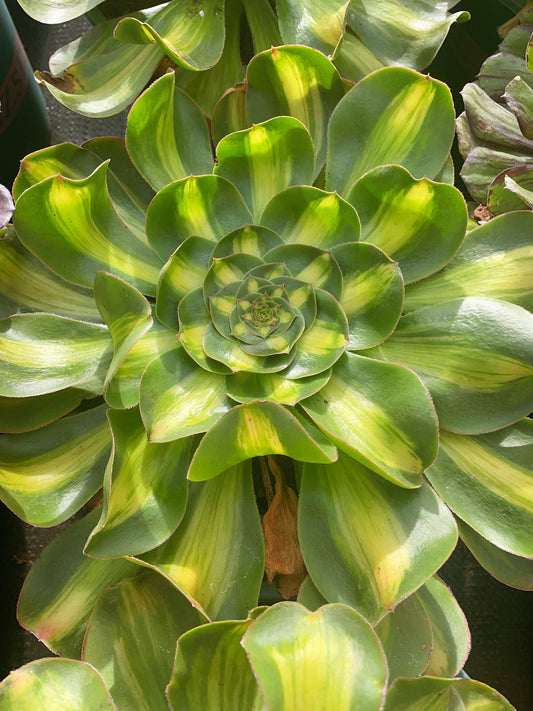 君美丽中班锦Aeonium Poseidon middle varigation.Single head with root，20cm.