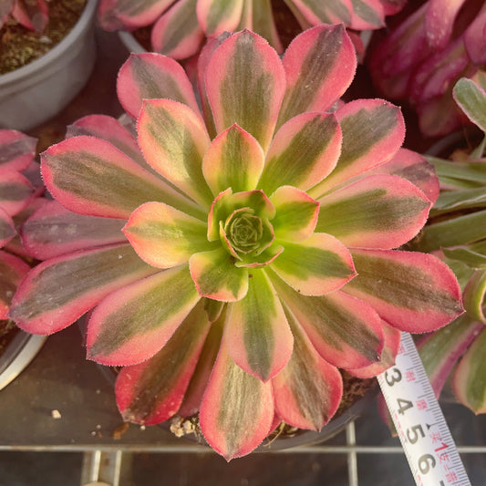 Pre-Sale!! Shipping in September!!!荷兰圆叶锦.Aeonium Plum Purdy varigation，Single head with root，13cm