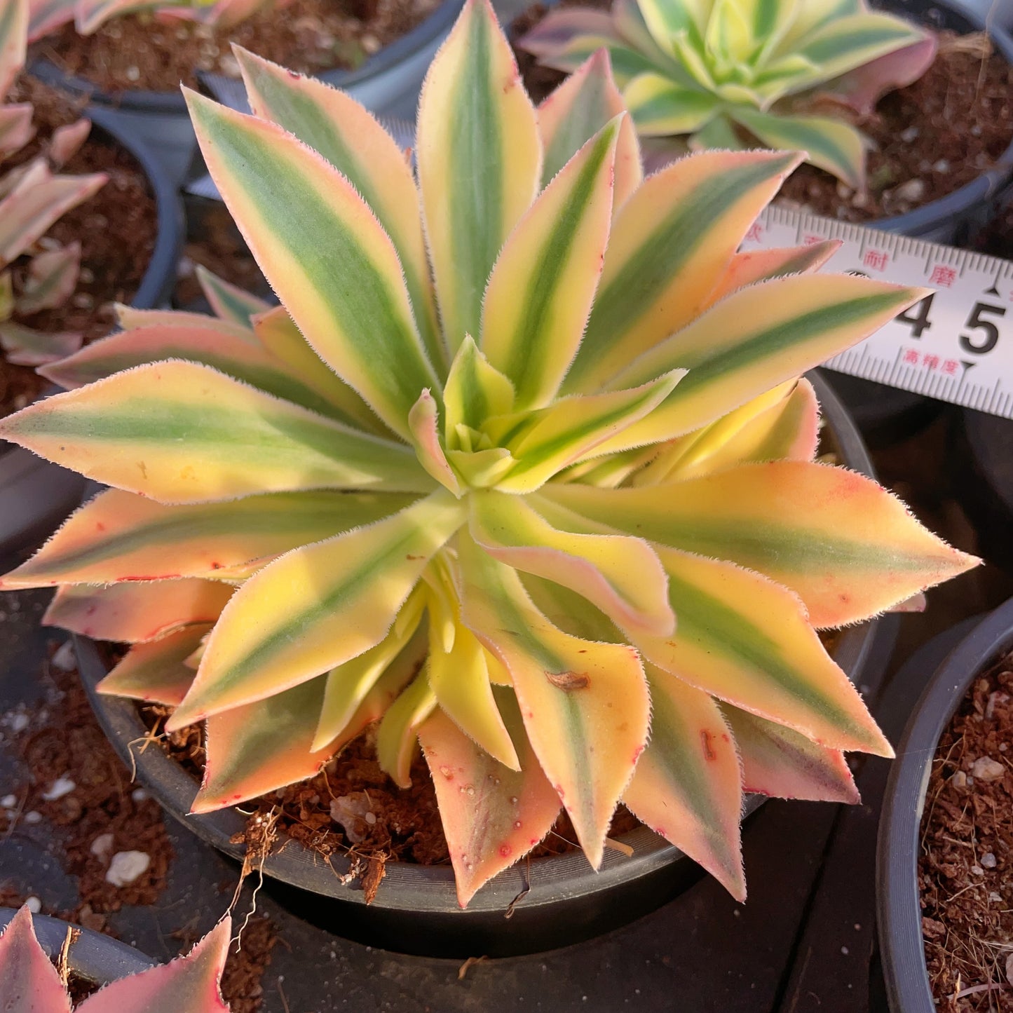 枫叶 Aeonium Maple Leave/Leucoblepharum Variegated.Single head with side heads，13cm