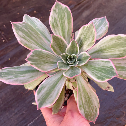 Pre-Sale!! Shipping in September!!!影，Aeonium Clear Shadow，Single head with root，15cm