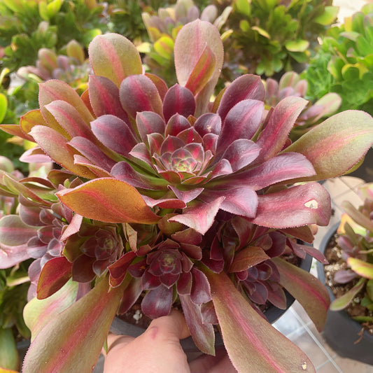 Pre-Sale!! Shipping in September!!!巧克力慕斯Aeonium Chocolate Mousse，Cluster at least 8 heads，20cm