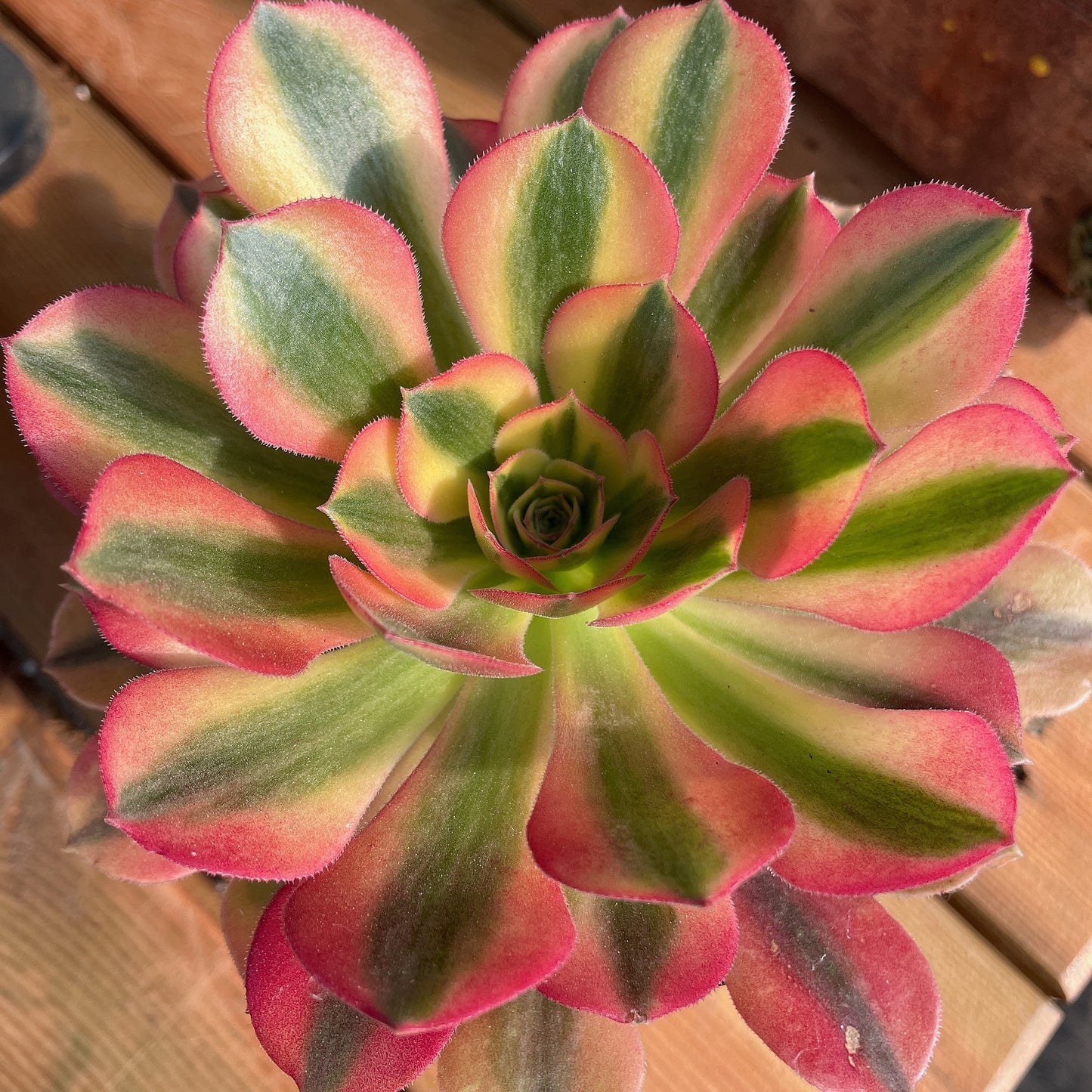 维娜，Aeonium Verna，Cutting 10cm