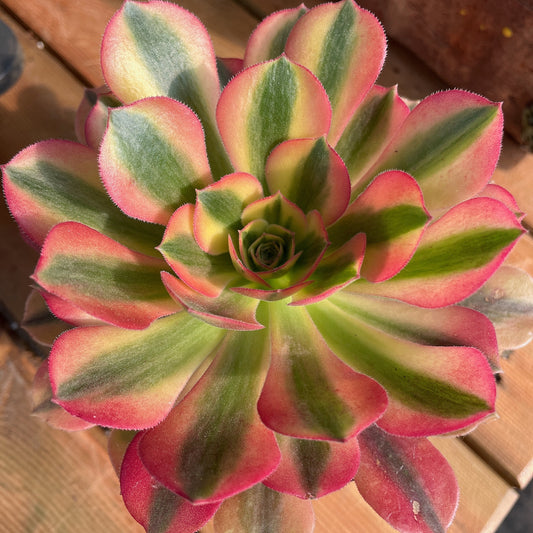 维娜，Aeonium Verna，Cutting 10cm