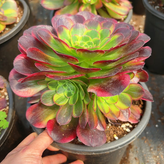 Pre-Sale!! Shipping in September!!!万圣节奶白群生 Cluster Aeonium Hollowing the Milky White，Cluster At least 5 heads 15-20cm