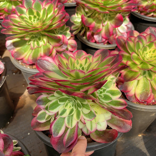 Pre-Sale!! Shipping in September!!!玉姿Aeonium Yuzi，Cluster At least 5 heads 20cmPre-Sale!! Shipping in September!!!