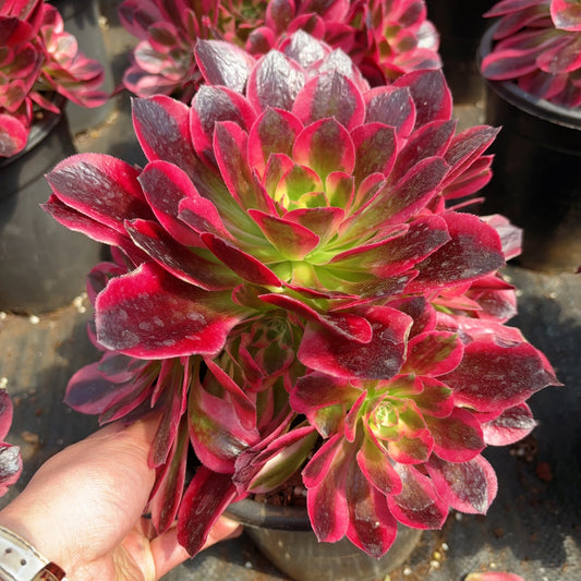 Pre-Sale!! Shipping in September!!!粉女郎Aeonium Pink Lady，Cluster At least 8 heads 20cm