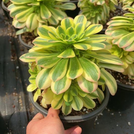 Pre-Sale!! Shipping in September!!!金丝翡翠群生 Cluster Aeonium Golden Jade,Cluster At least 8 heads 18-23cm