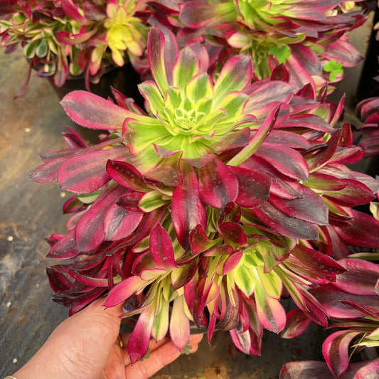 Pre-Sale!! Shipping in September!!!合群 Cluster Aeonium Trina，Cluster At least 8 heads  20cm