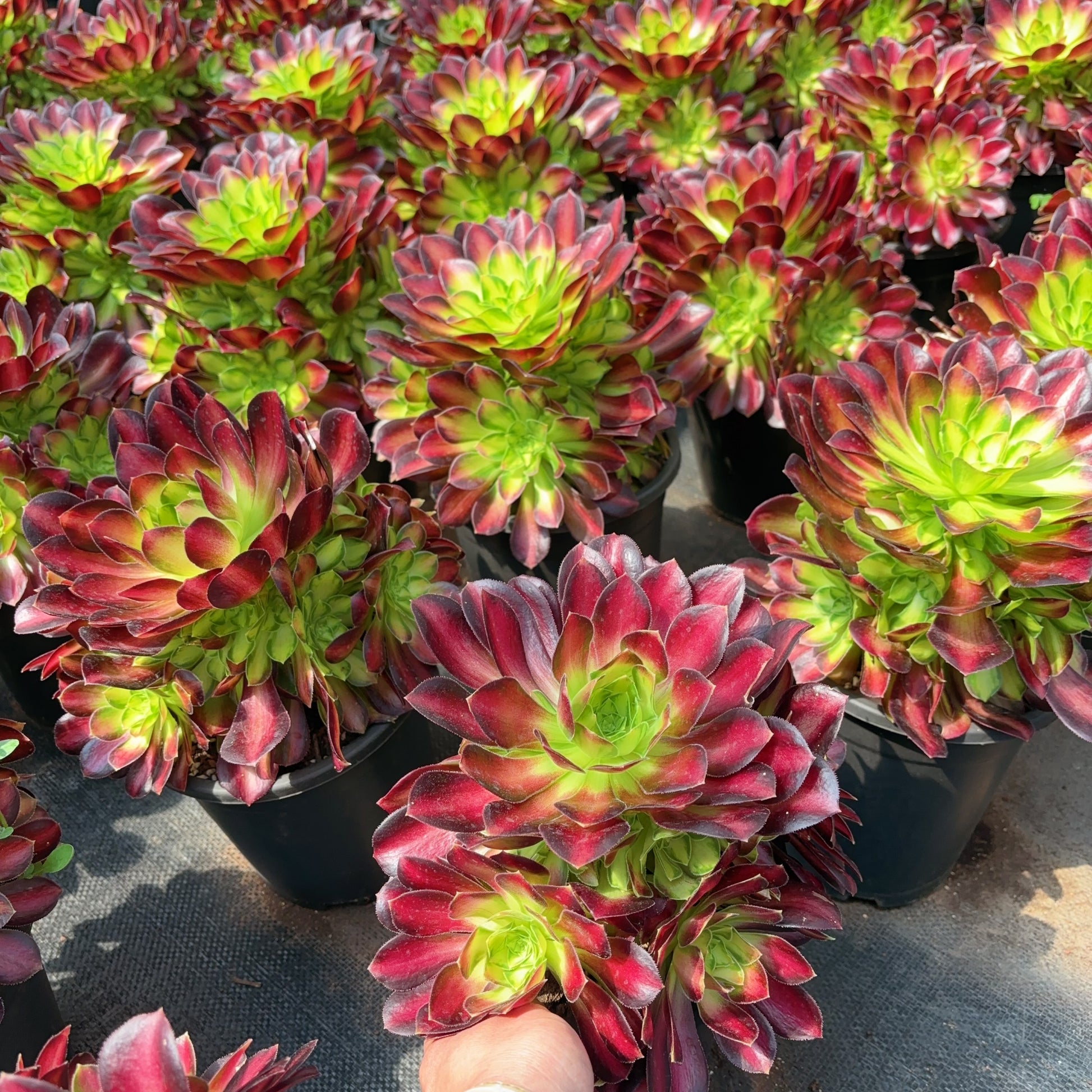 Pre-Sale!! Shipping in September!!!韶华群生Cluster Aeonium Glorious Youth ...