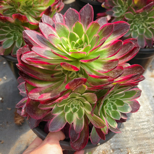 海王群Cluster Aeonium Neptune，Cluster At least 6 heads，20cm