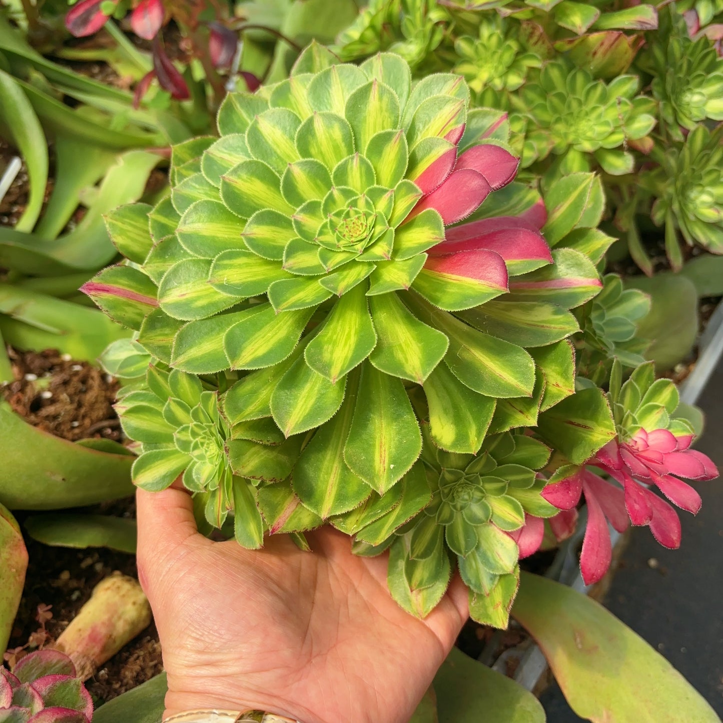 知否，Aeonium ‘Zhi Fou’，Rootless cluster at least 10 heads 20cm.PLEASE READ THE DETAILS！！！