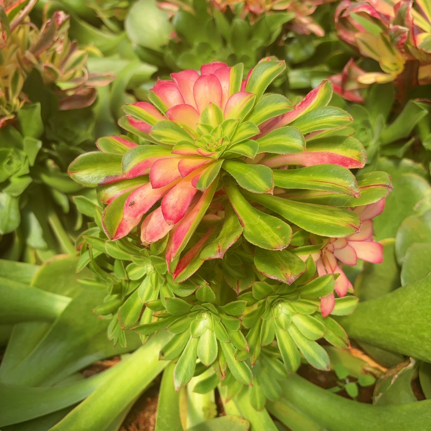 知否，Aeonium ‘Zhi Fou’，Rootless cluster at least 10 heads 20cm.PLEASE READ THE DETAILS！！！