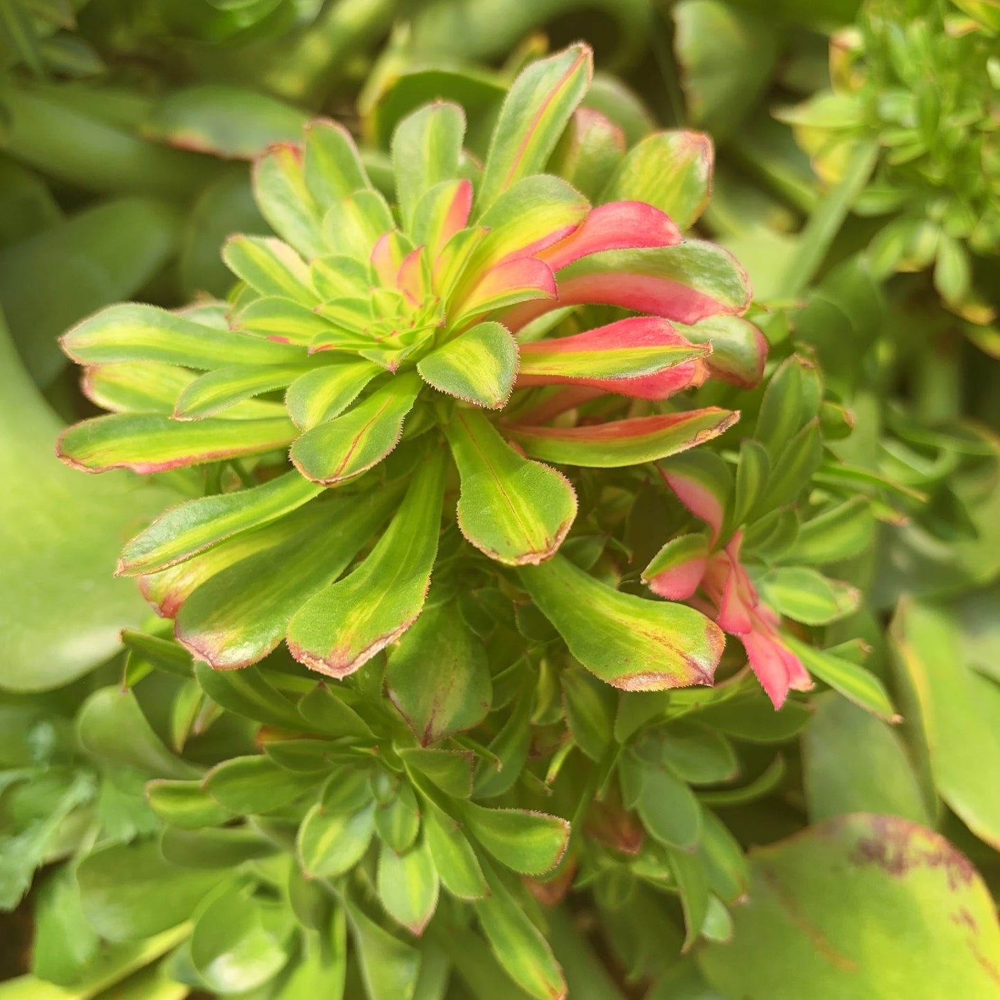 知否，Aeonium ‘Zhi Fou’，Rootless cluster at least 10 heads 20cm.PLEASE READ THE DETAILS！！！