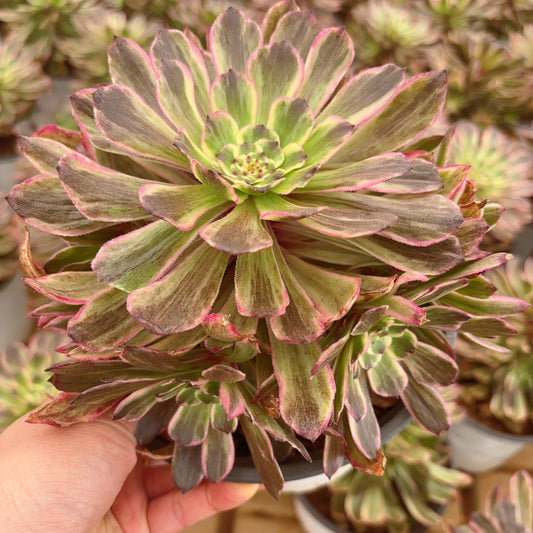 Pre-Sale!! Shipping in September!!!叶仙墨  Cluster Aeonium Winkled-Leaves mutant Fairy Ink,With at least 5 heads，15-20cm