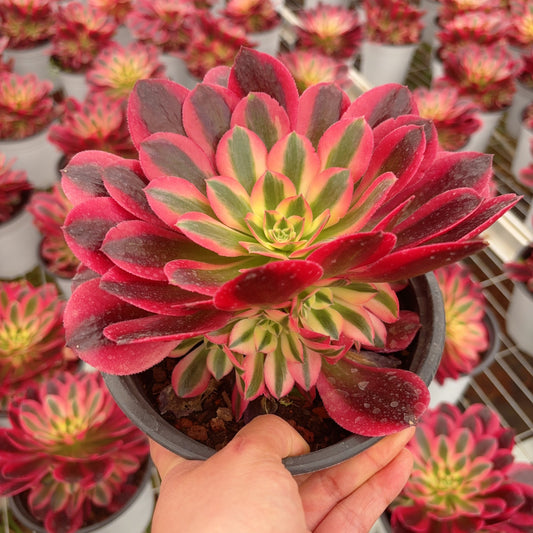 Pre-Sale!! Shipping in September!!!粉女郎小群Small cluster Aeonium Pink Lady，Cluster At least 6 heads 15cm