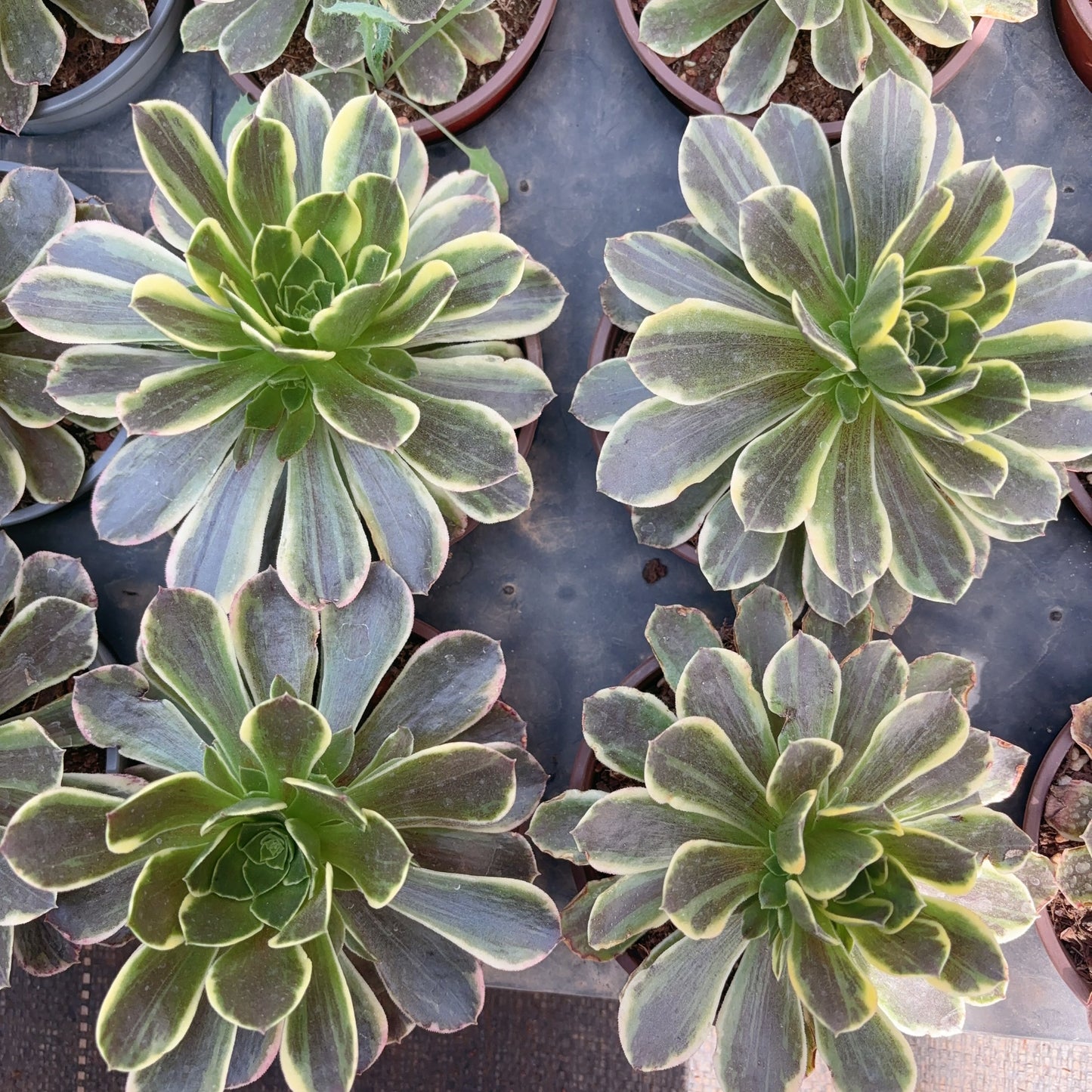 灰姑娘Aeonium Cinderella，Single head with root， 13cm