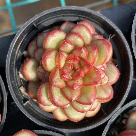 亚当，Echeveria Adam，Single head，5.5cm pot